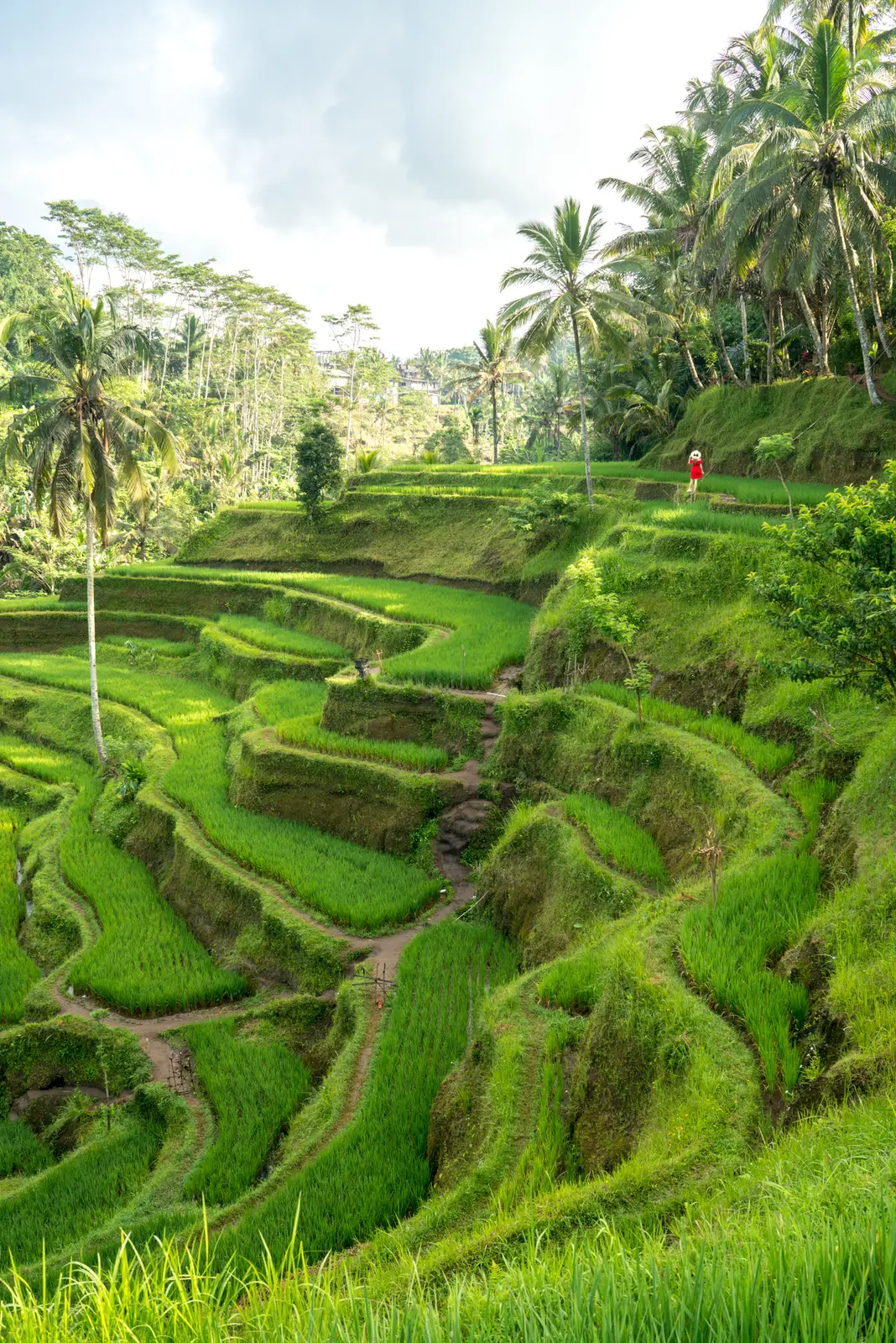 Tegalalang rice terraces near Ubud, Bali